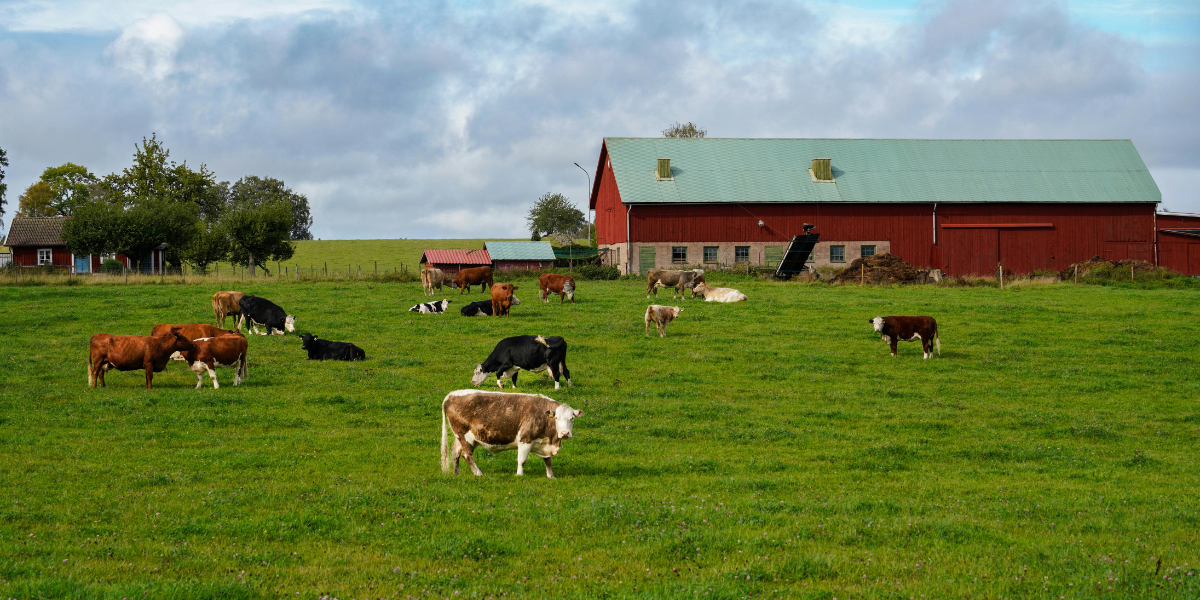 Cattle Farm
