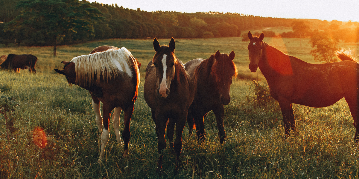 Horses on a farm