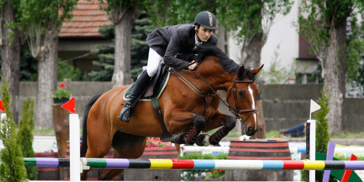Show Horse Jumping