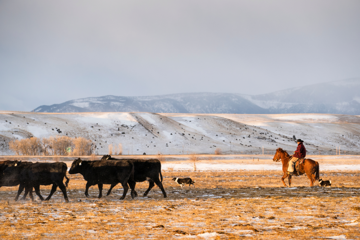 ranch-cows