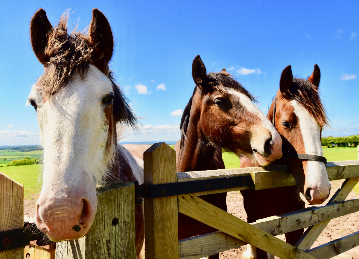 ranching-horses