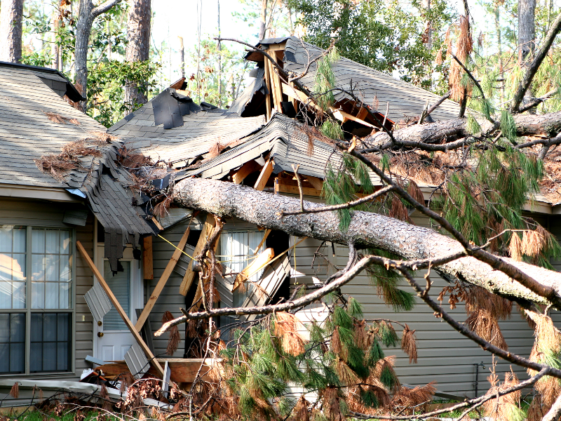 tree-roof